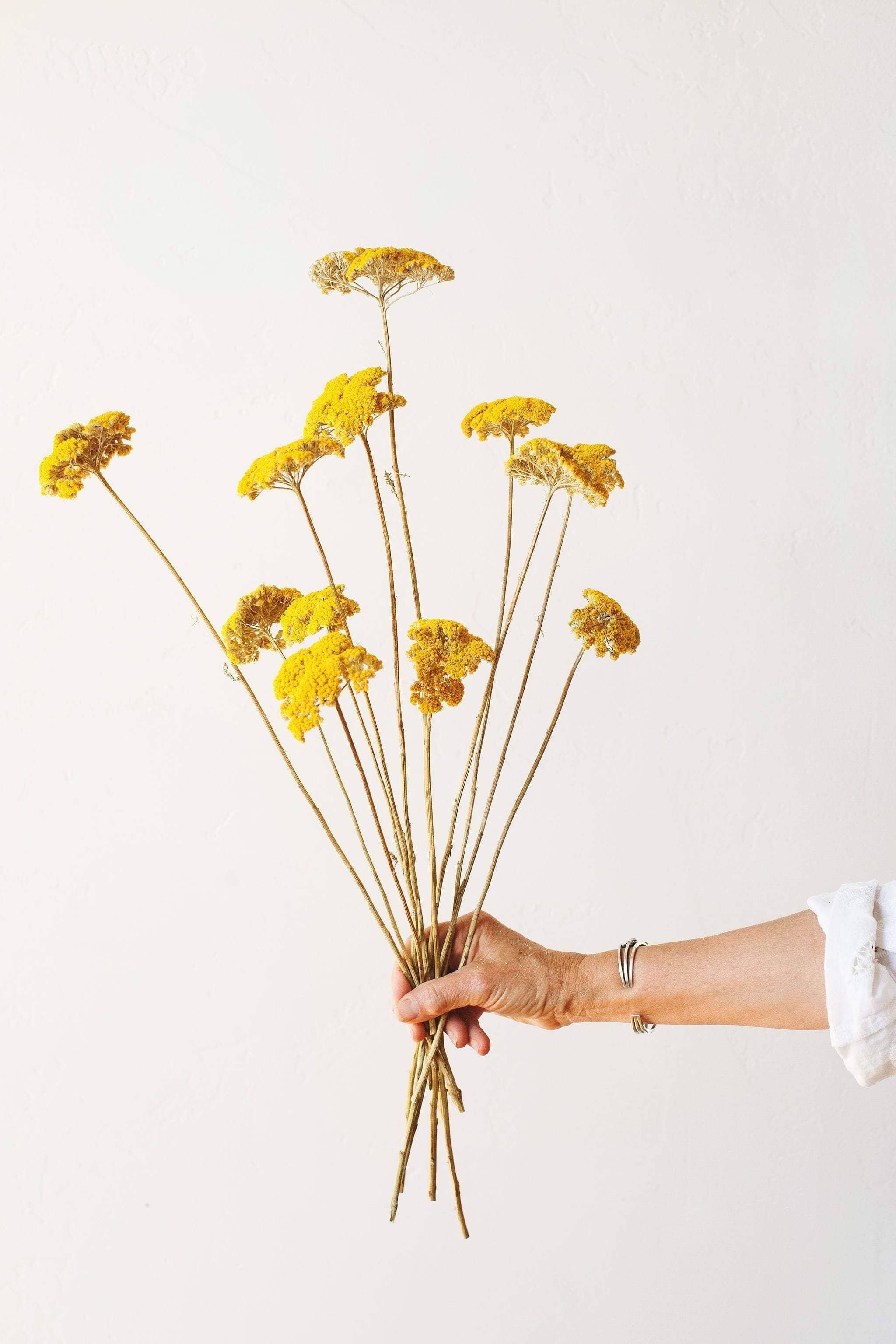 Dried Yellow Yarrow