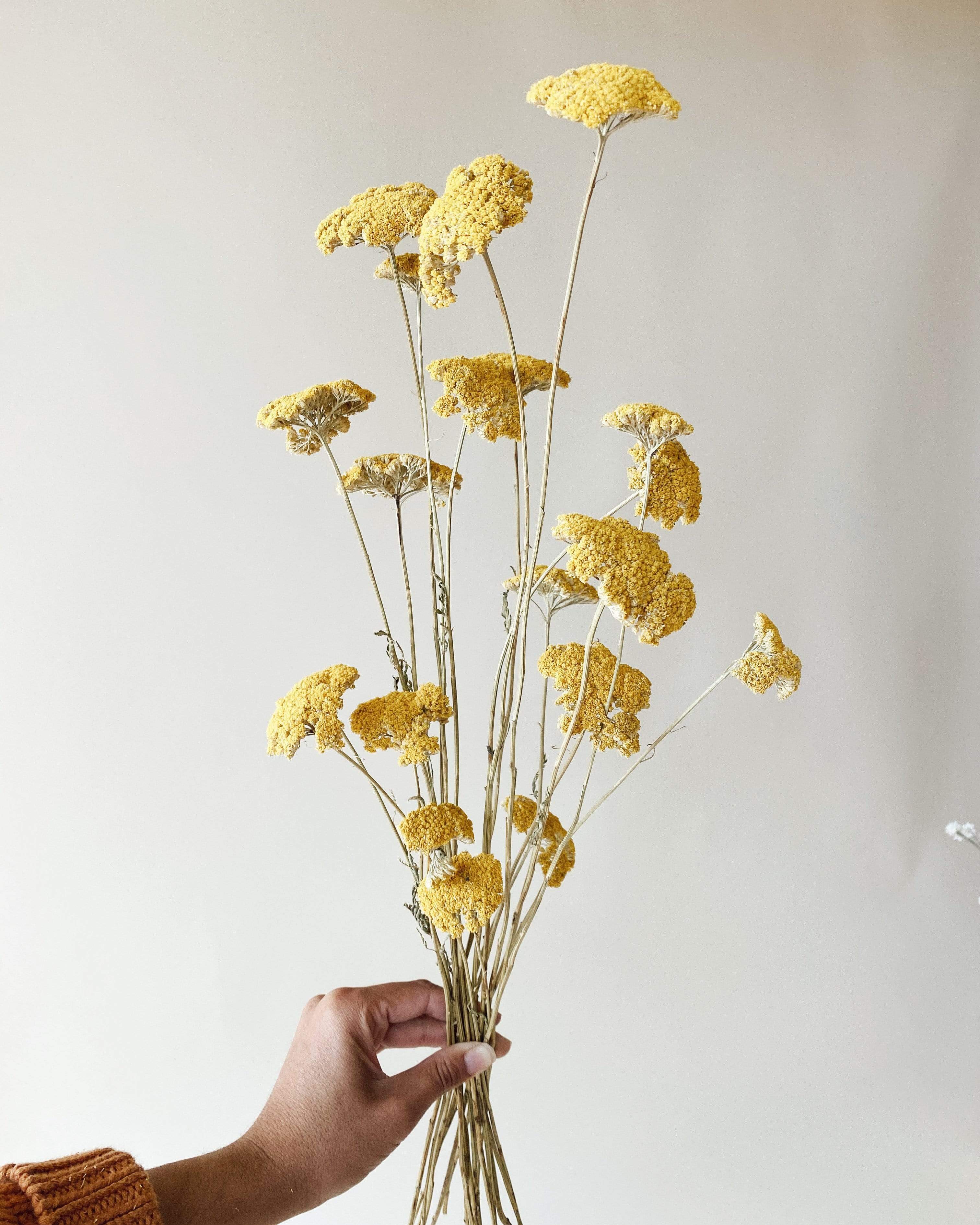 Dried Yellow Yarrow