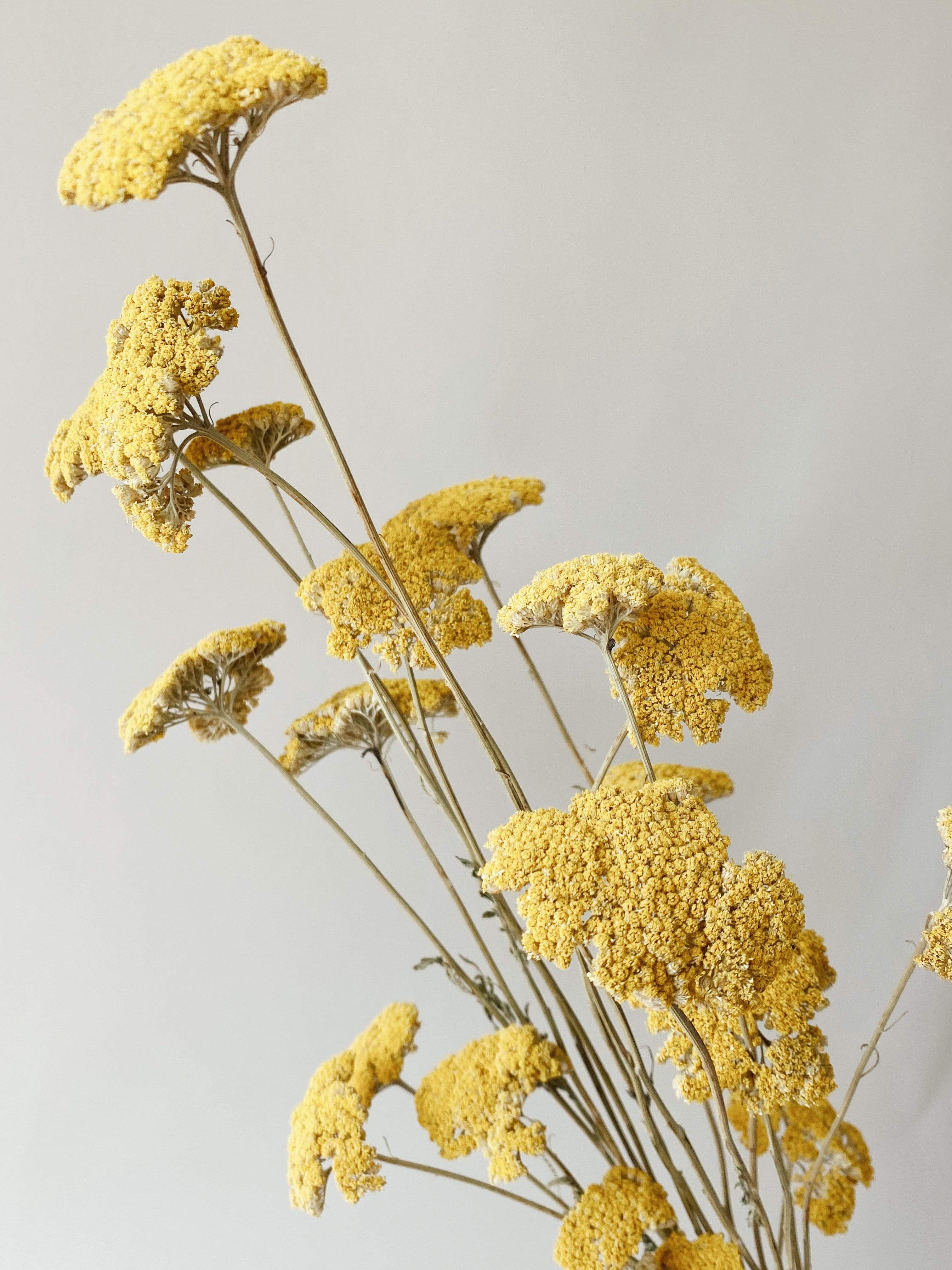 Dried Yellow Yarrow