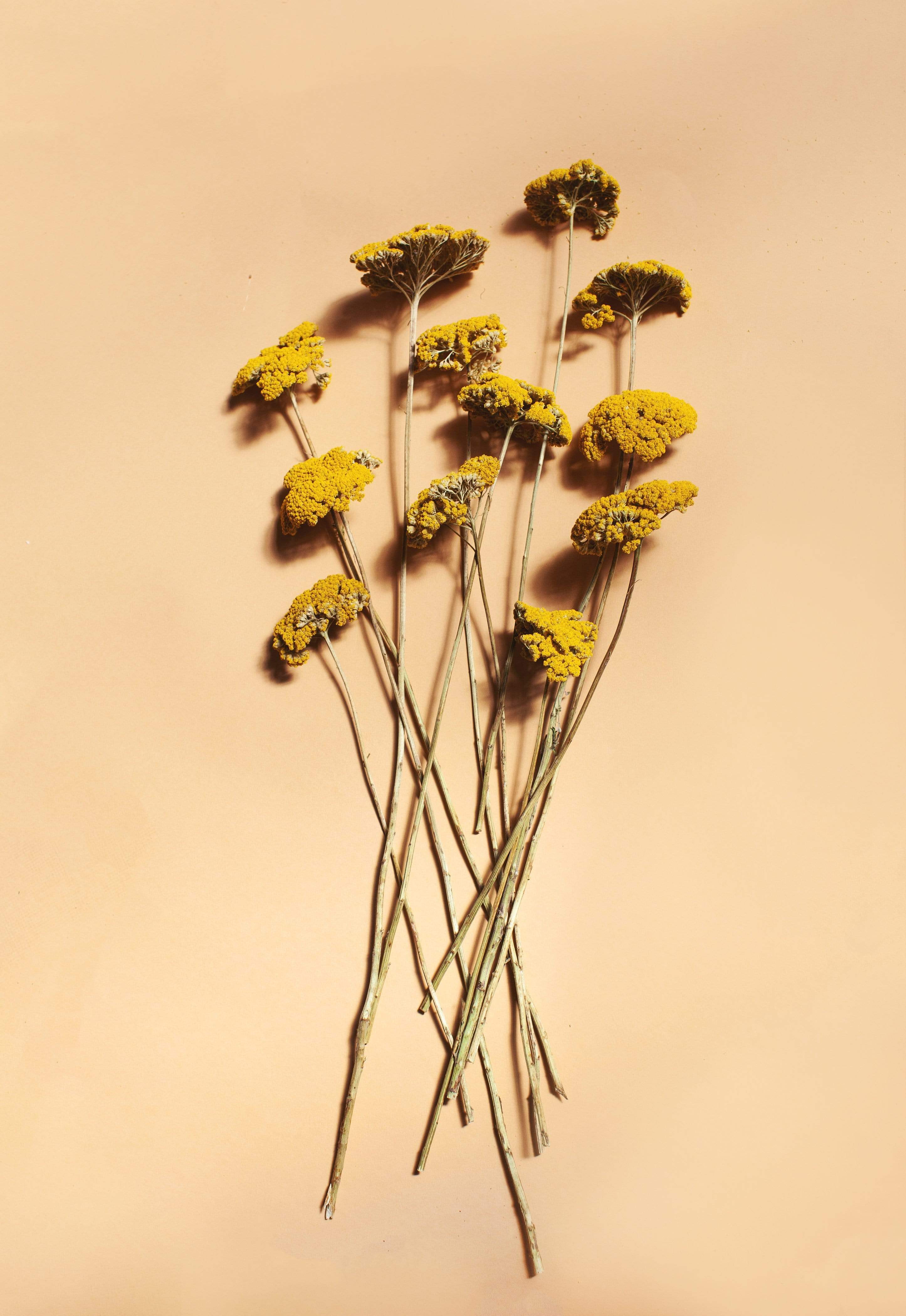 Dried Yellow Yarrow